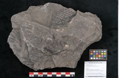 Foto (Objekt + Etikett) von Senftenbergia crenata Lindl. et H. (NHMW-GEO-2024-0188-10948)